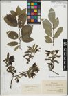 Foto von Salix myrsinifolia Salisb. x Salix phylicifolia L.